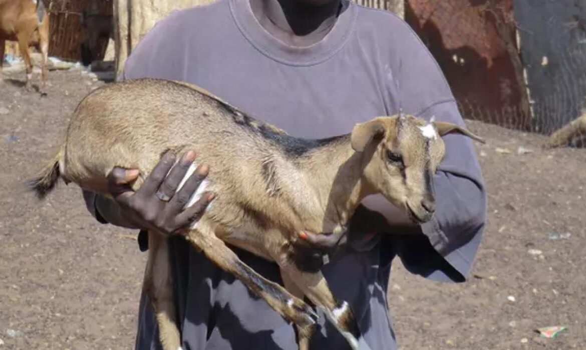 Un berger condamné à 6 mois de prison pour avoir menacé sa mère avec une…