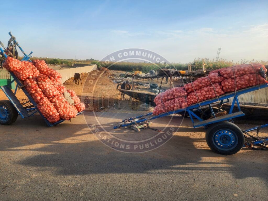 365 sacs d’oignons saisis, 11 individus interpellés