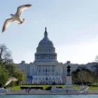 Vote migratoire contre Donald Trump, le total des Républicains frondeurs