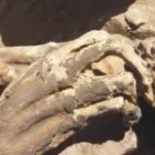 des restes de nouveau-né retrouvés et le lieu exact de la découverte