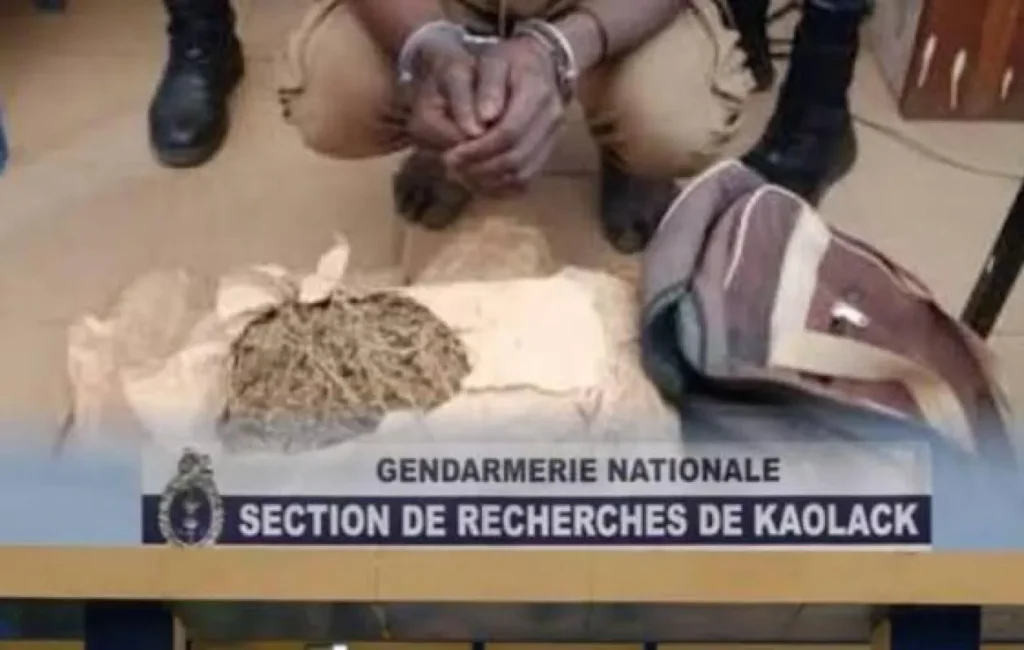 le pays du chef de réseau cité après la saisie de 12 kg de chanvre