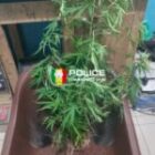 un individu arrêté pour culture de cannabis dans son appartement