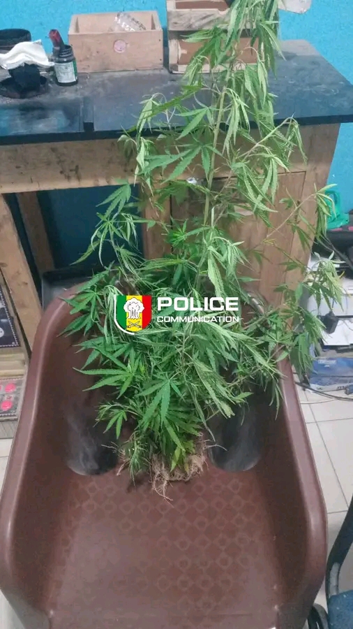 un individu arrêté pour culture de cannabis dans son appartement