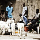 Les chiffres dévoilés par l&rsquo;ANSD, le chômage atteint des sommets inquiétants au Sénégal