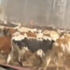 Sokhna Aïda Diallo mobilise un impressionnant cheptel pour le 17 avril (vidéo)