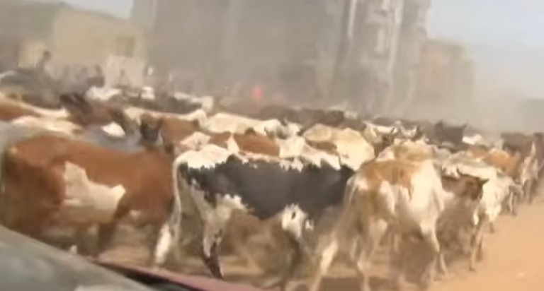 Sokhna Aïda Diallo mobilise un impressionnant cheptel pour le 17 avril (vidéo)