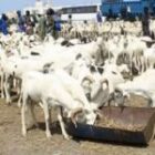 Sécurité renforcée et dispositif logistique pour gérer l&rsquo;afflux de bétail