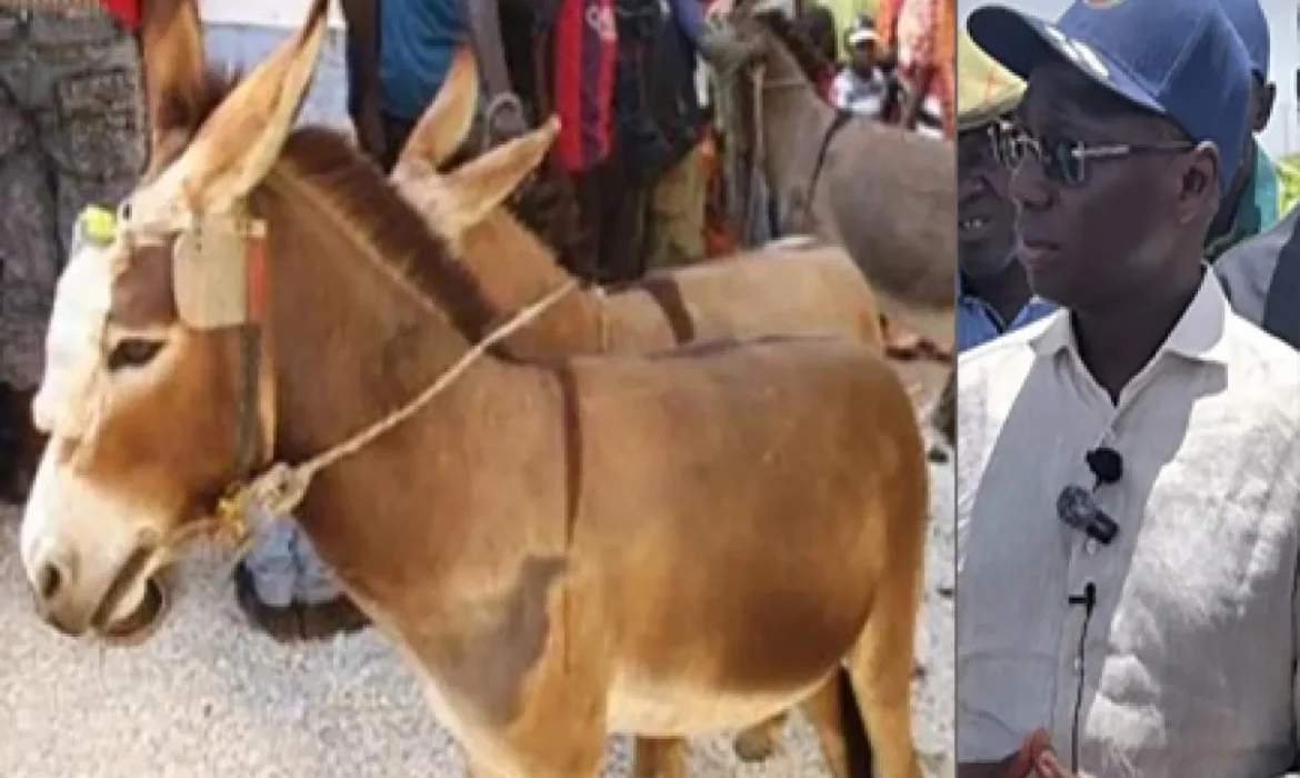 Des soupçons de trafic de viande inquiètent le ministre Mabouba Diagne, il alerte sur un risque de…