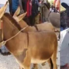 Des soupçons de trafic de viande inquiètent le ministre Mabouba Diagne, il alerte sur un risque de…