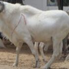 Les autorités de Sédhiou visent 13 000 moutons pour un marché mieux approvisionné