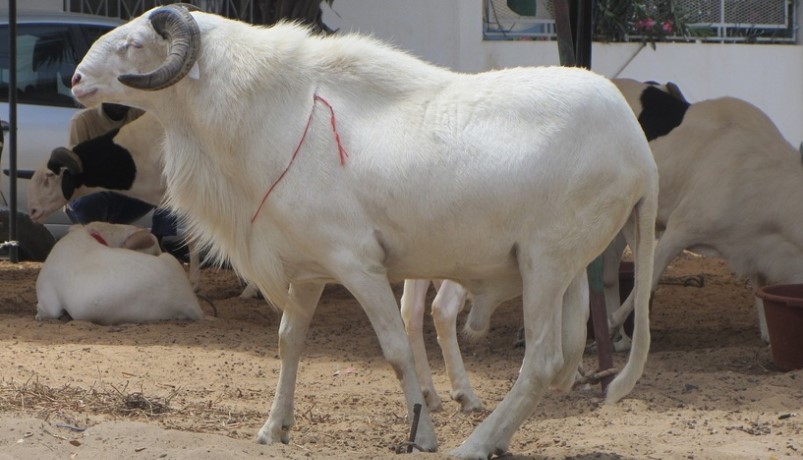 Les autorités de Sédhiou visent 13 000 moutons pour un marché mieux approvisionné