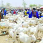 un objectif de 19 000 têtes pour répondre à la demande