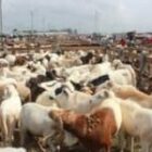 Démantèlement d&rsquo;un réseau de vol de bétail à Kaolack