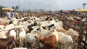 Démantèlement d&rsquo;un réseau de vol de bétail à Kaolack