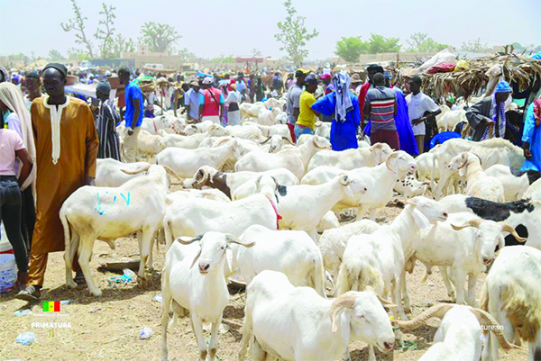 un objectif de 19 000 têtes pour répondre à la demande