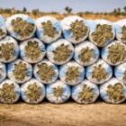 les éleveurs inquiets à l’approche de la Tabaski