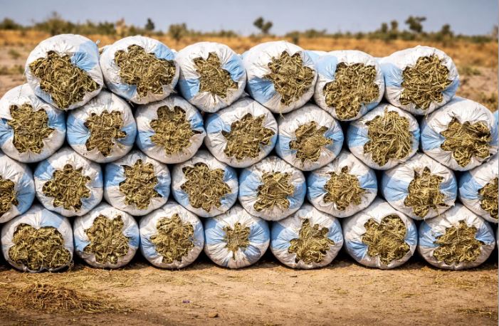 les éleveurs inquiets à l’approche de la Tabaski