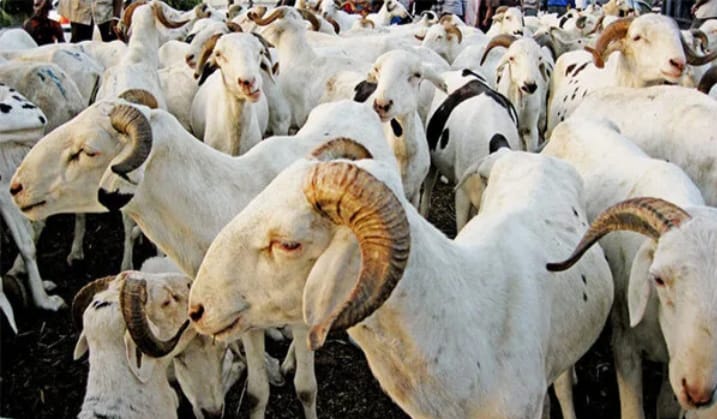 Comment la situation au Mali va faire augmenter le prix du mouton au Sénégal