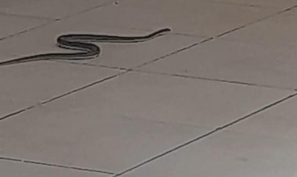 Des serpents envahissent les lieux et sèment la panique