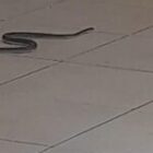 Des serpents envahissent les lieux et sèment la panique