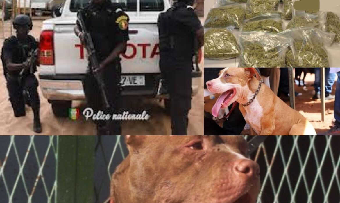 Pris en flagrants délit, des dealers lâchent leurs pitbulls sur les policiers, la suite…