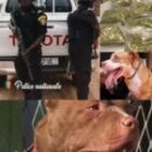 Pris en flagrants délit, des dealers lâchent leurs pitbulls sur les policiers, la suite…