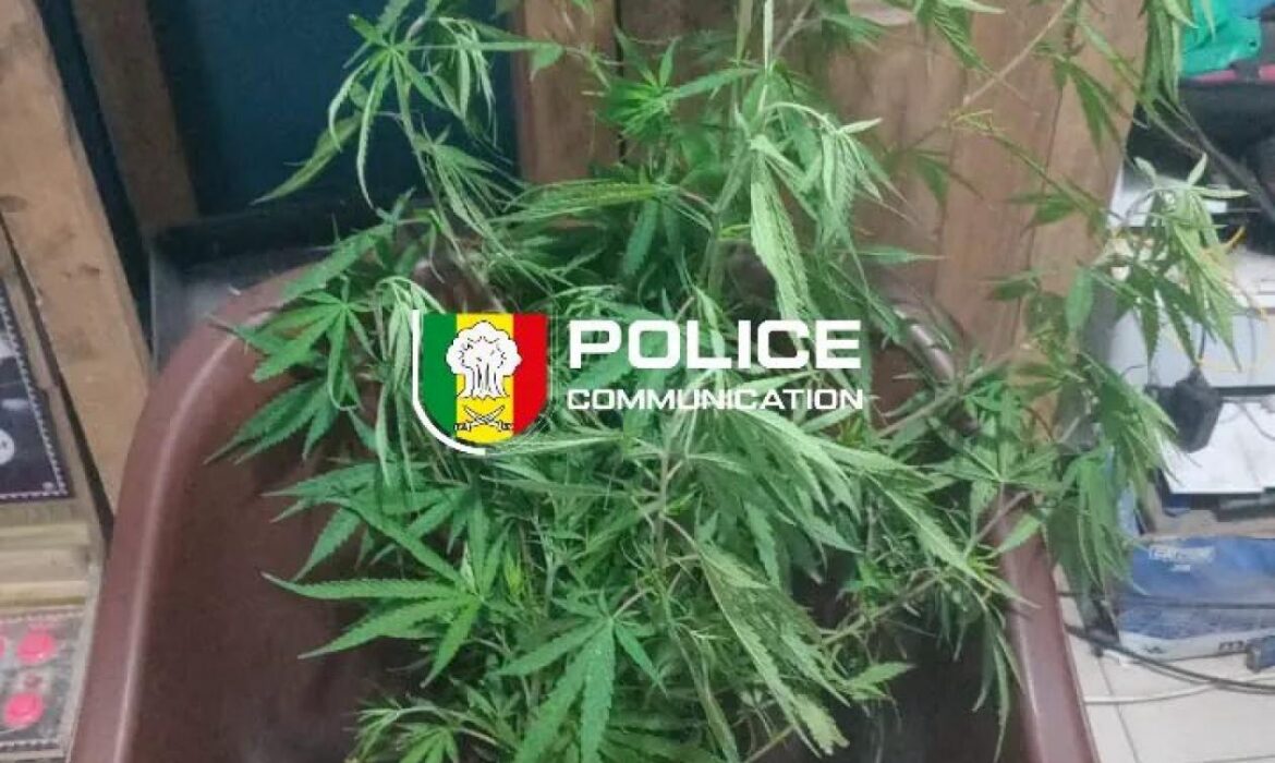 un appartement transformé en champ de cannabis…