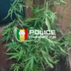 un appartement transformé en champ de cannabis…