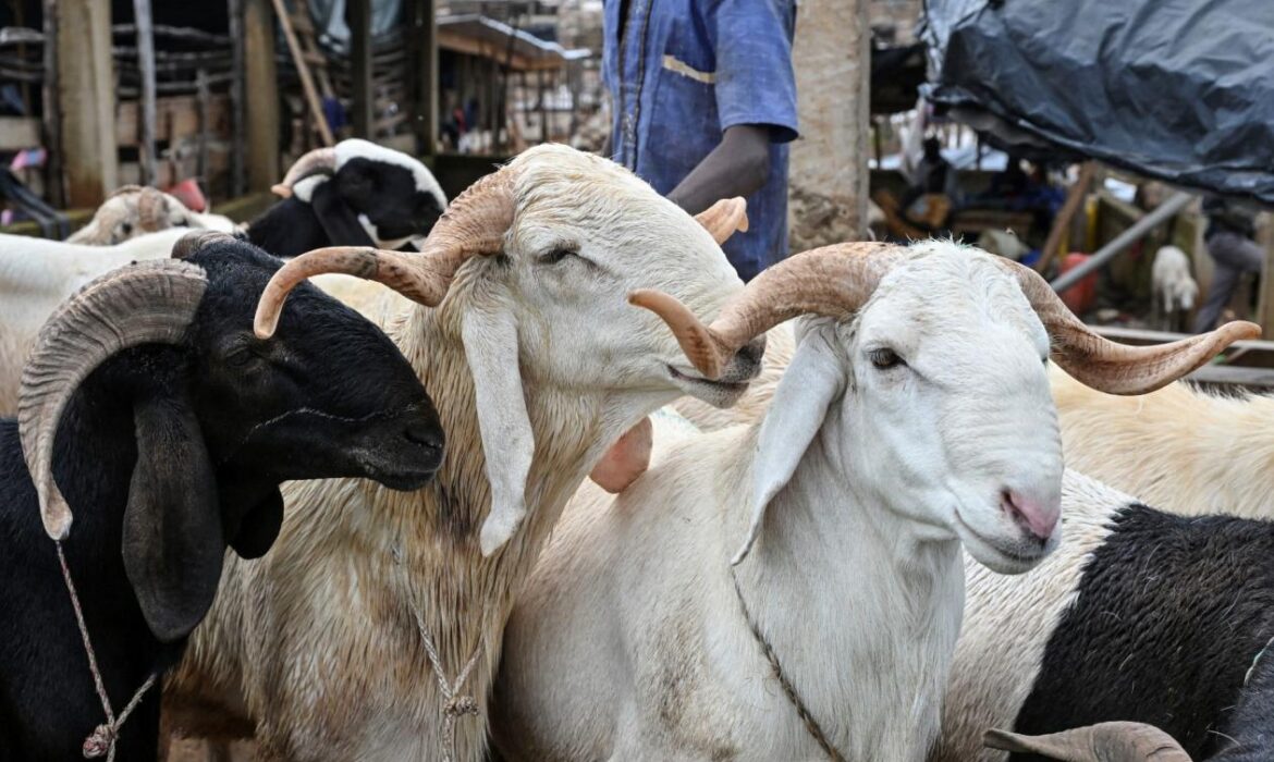 Voici pourquoi les moutons seront plus chers cette année