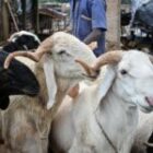 Voici pourquoi les moutons seront plus chers cette année