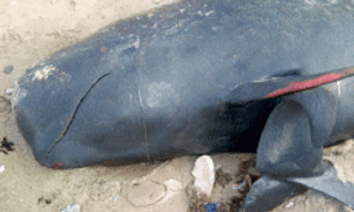 Une baleine de 10 mètres échoue sur la plage