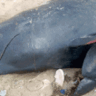 Une baleine de 10 mètres échoue sur la plage