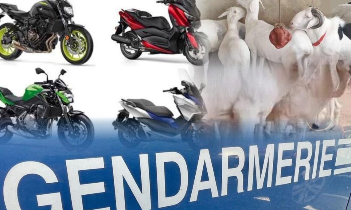 La Brigade de Recherches de Faidherbe découvre une planque de motos volées et des moutons