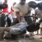 Deux suspects arrêtés par la police après une course-poursuite près du stade LSS