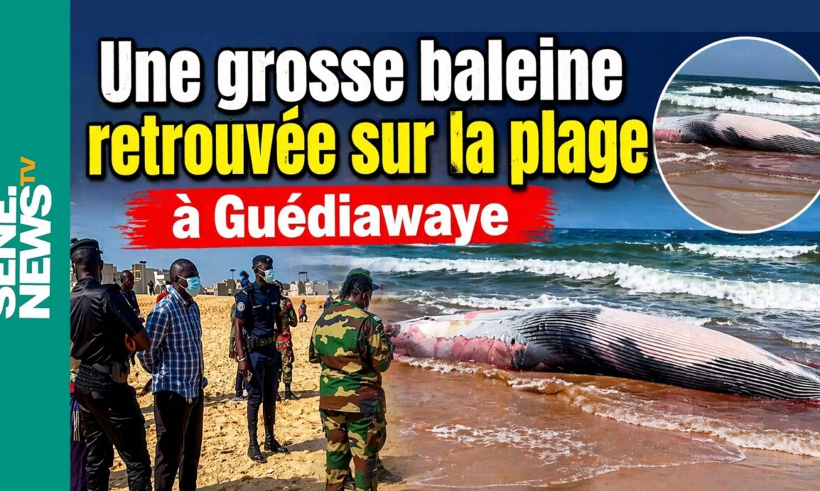 Une grosse baleine retrouvée sur la plage