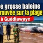 Une grosse baleine retrouvée sur la plage