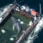 le moyen utilisé pour ramener Timmy, la baleine, vers la mer du Nord