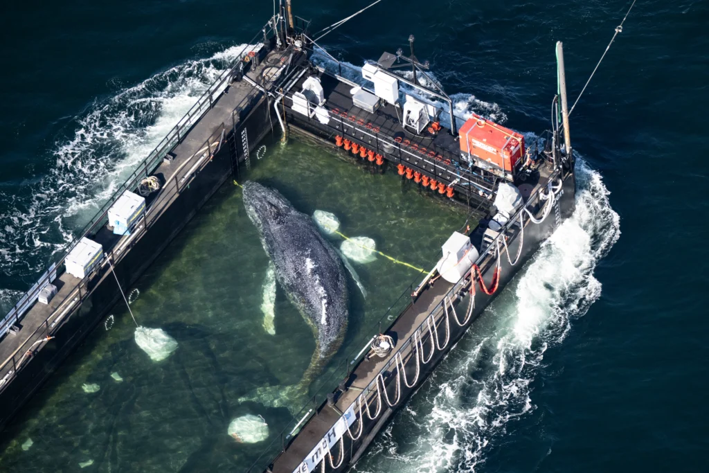 le moyen utilisé pour ramener Timmy, la baleine, vers la mer du Nord