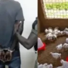 à Thiès, la commande de poulets vire au tribunal