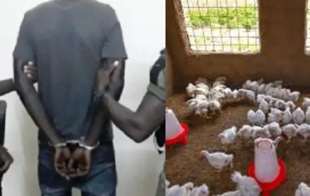 à Thiès, la commande de poulets vire au tribunal