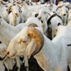 Après 987 306 moutons recensés, le gouvernement cible les blocages de la Tabaski 2026