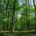 le Sénégal perd encore 11 500 hectares de forêts par an