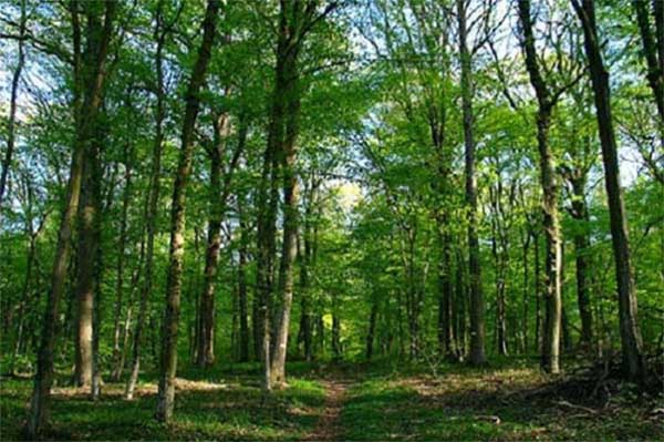 le Sénégal perd encore 11 500 hectares de forêts par an