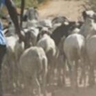 Diourbel : un berger trompe un Mbacké-Mbacké et dépouille son troupeau pendant 15 ans…