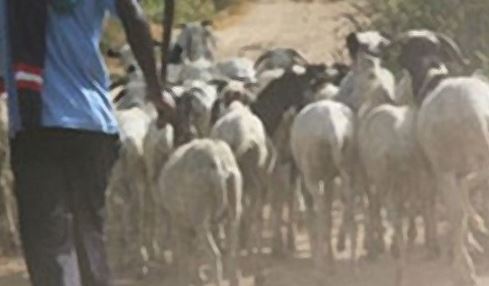 Diourbel : un berger trompe un Mbacké-Mbacké et dépouille son troupeau pendant 15 ans…