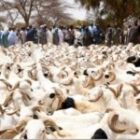 plus de 584 000 moutons déjà enregistrés au Sénégal