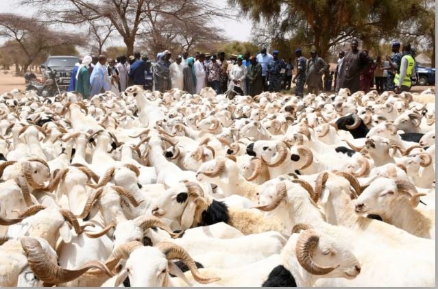 plus de 584 000 moutons déjà enregistrés au Sénégal