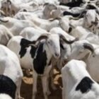 Le Sénégal et la Mauritanie signent un accord pour sécuriser l’approvisionnement en moutons