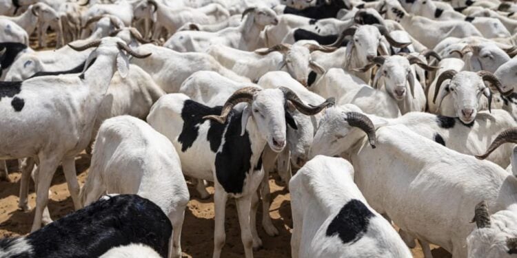 Le Sénégal et la Mauritanie signent un accord pour sécuriser l’approvisionnement en moutons