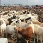 trois hommes déférés pour fraude aux dossiers des moutons de la Tabaski